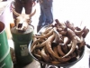 getting horns ready for a prep